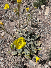 Chylismia brevipes, photograph author not stated, no rights reserved