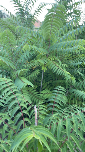 tree-of-heaven
