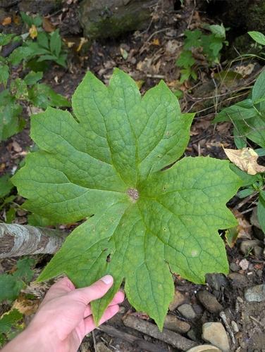 Diphylleia cymosa observed 2026-09-07
