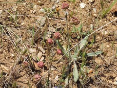 Sanguisorba verrucosa