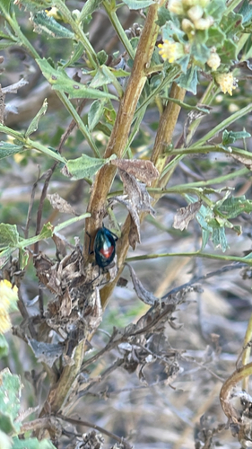 iNaturalist observation photo of California Bordered Plant Bug