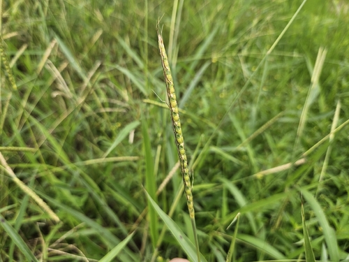 Ischaemum rugosum observed 2026-09-08