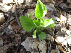 Viola alexandrowiana
