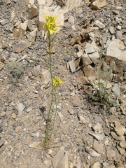 Erysimum canescens