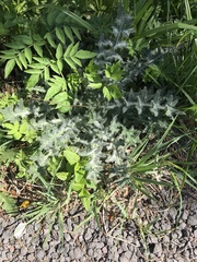 Cirsium vulgare