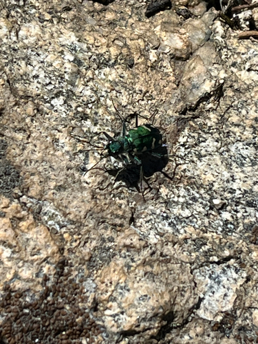 iNaturalist observation photo of Boreal Long-lipped Tiger Beetle