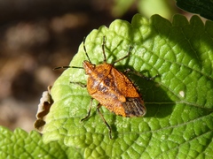 Agonoscelis venosa