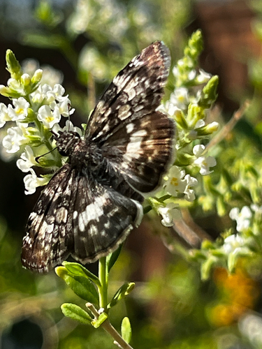White-patched Skipper
