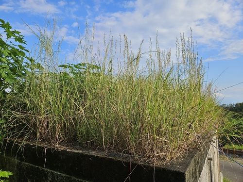 Cymbopogon tortilis observed 2026-09-08