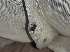 Dipoena melanogaster