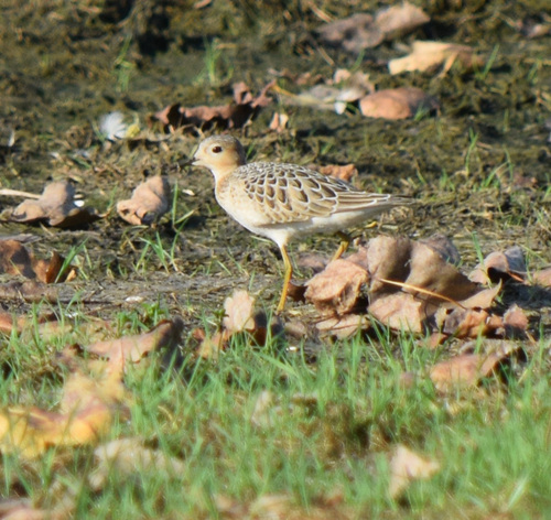 iNaturalist image