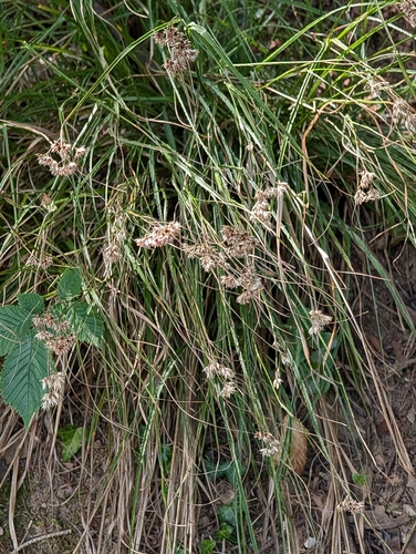 Luzula nivea