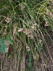 Luzula nivea