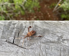 Leptoglossus clypealis