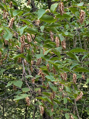 Ostrya carpinifolia, photograph 4