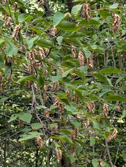 Ostrya carpinifolia, photograph (c) Tom and T Herman, some rights reserved (CC BY)