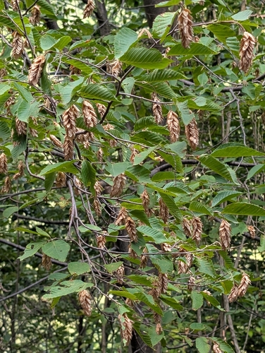 Ostrya carpinifolia, photograph 5