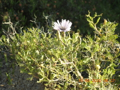 Lactuca tuberosa