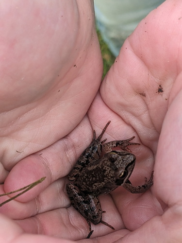 Wood Frog