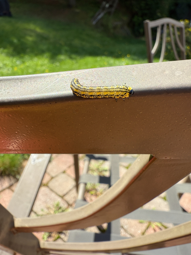 Introduced Pine Sawfly