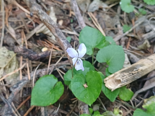 Viola selkirkii, photograph 2