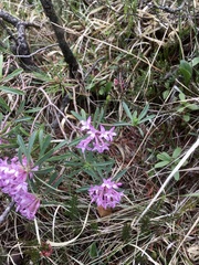 Daphne striata