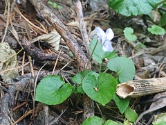 Viola selkirkii, photograph (c) open_a_ir, some rights reserved (CC BY)