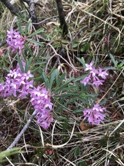 Daphne striata