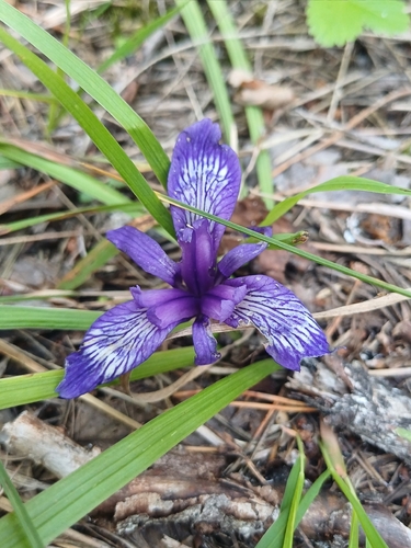 Iris ruthenica, photograph 2