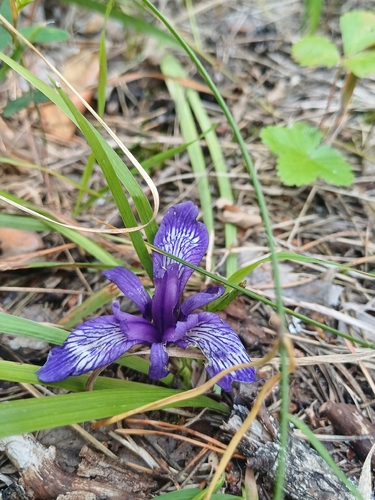 Iris ruthenica, photograph 3
