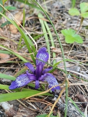 Iris ruthenica, photograph (c) open_a_ir, some rights reserved (CC BY)