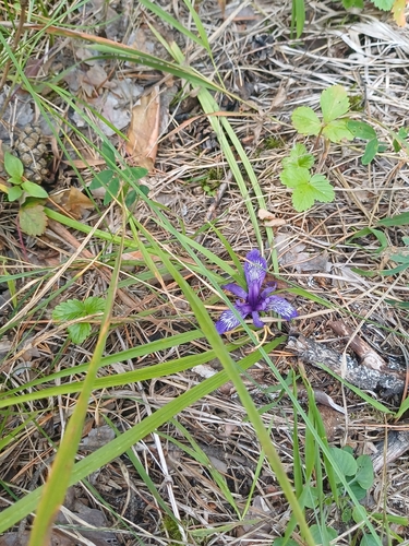 Iris ruthenica, photograph 4