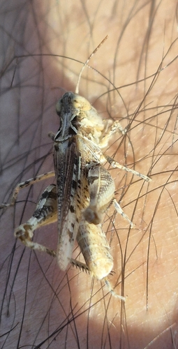 Jago's Cross-backed Grasshopper