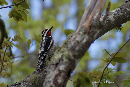 Yellow-bellied Sapsucker