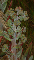 Dudleya virens