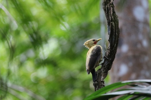 Cream-colored Woodpecker