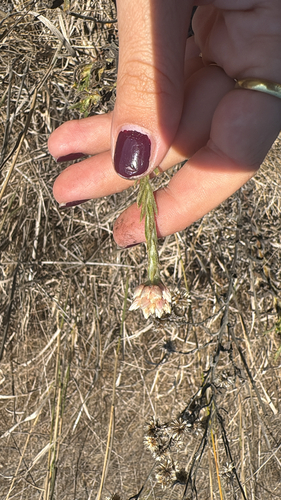 iNaturalist observation photo of rabbit-tobaccos