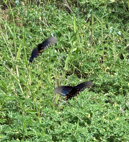 Pipevine Swallowtail