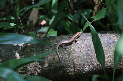 South American Spotted Skink