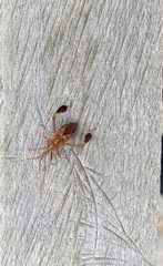 Leptoglossus clypealis