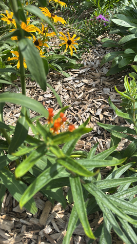 butterfly milkweed