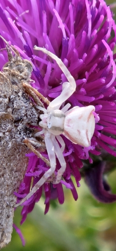 Heather crab spider