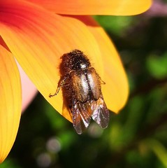 Chasmatopterus