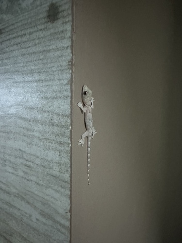 Tropical House Gecko