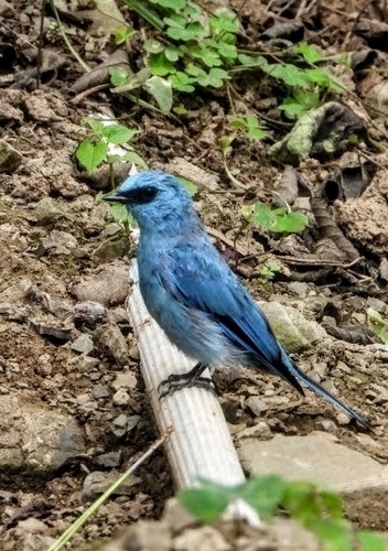 Verditer Flycatcher