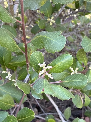 Rhus integrifolia