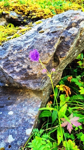 Devil's-bit Scabious