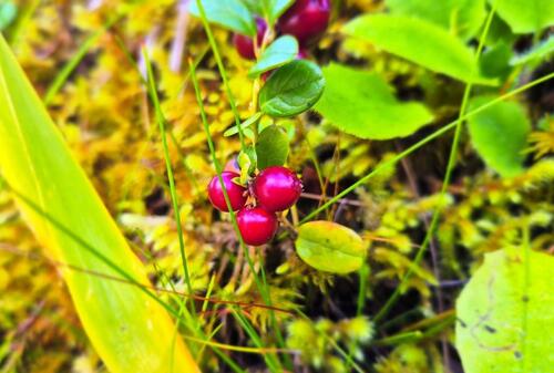 Lingonberry