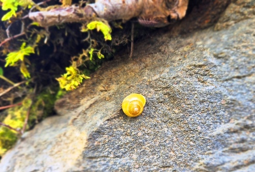 White-lipped Snail