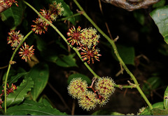 Smilax bracteata